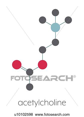 Stock Photo - Acetylchloline neurotransmitter molecule, illustration. Fotosearch