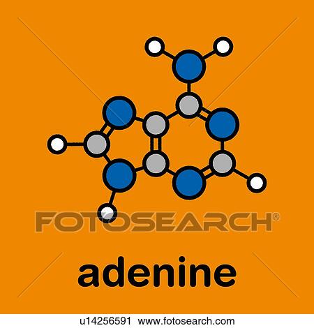 Adenine purine nucleobase molecule, illustration View Large Photo Image Stock Image - Adenine purine nucleobase molecule, illustration. Fotosearch