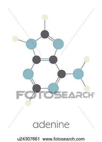 Stock Image - Adenine purine nucleobase molecule, illustration. Fotosearch