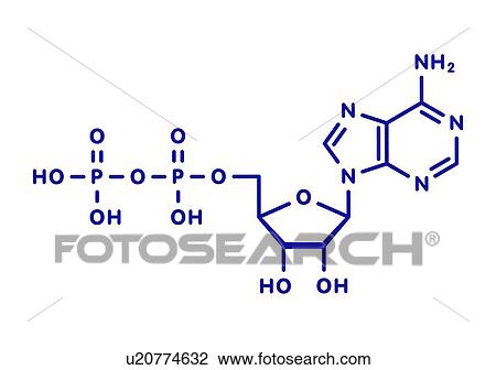 Adenosine diphosphate molecule, illustration View Large Photo Image Stock Image - Adenosine diphosphate molecule, illustration. Fotosearch