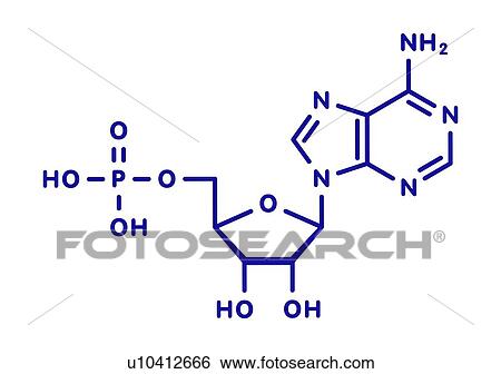 Stock Photograph - Adenosine monophosphate molecule. Fotosearch