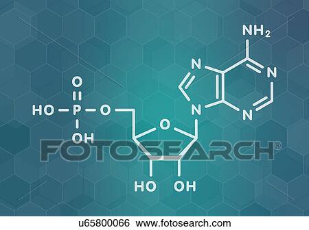 Stock Photograph - Adenosine monophosphate molecule. Fotosearch