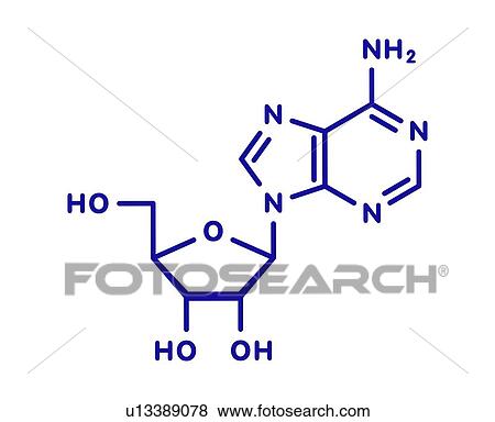 Adenosine purine nucleoside molecule, illustration View Large Photo Image Stock Photo - Adenosine purine nucleoside molecule, illustration. Fotosearch