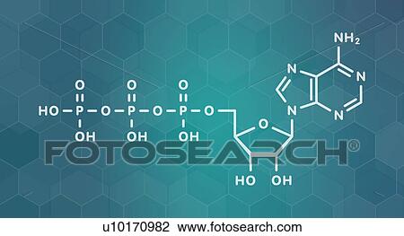 Stock Image - Adenosine triphosphate molecule, illustration. Fotosearch