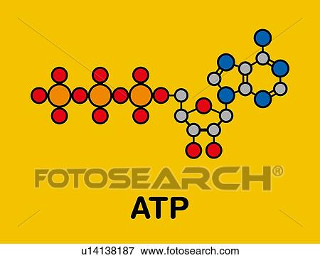 Stock Photo - Adenosine triphosphate molecule, illustration. Fotosearch