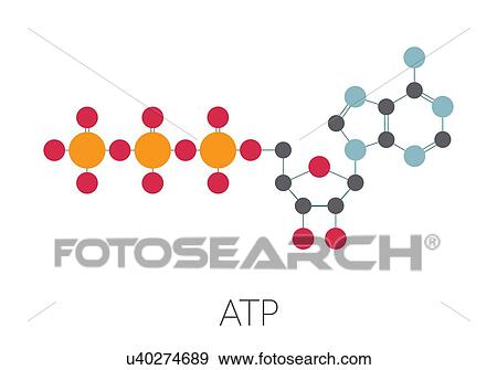 Adenosine triphosphate molecule, illustration View Large Photo Image Stock Photo - Adenosine triphosphate molecule, illustration. Fotosearch