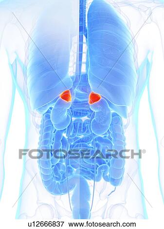 Adrenal glands, illustration View Large Photo Image Stock Photo - Adrenal glands, illustration. Fotosearch