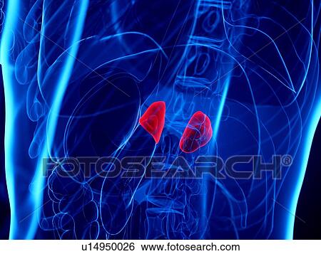 Stock Photograph - Adrenal glands, illustration. Fotosearch