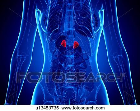 Stock Photography - Adrenal glands, illustration. Fotosearch
