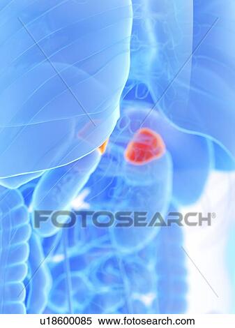 Adrenal glands, illustration View Large Photo Image Stock Photography - Adrenal glands, illustration. Fotosearch