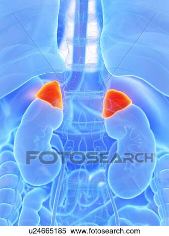 Stock Photography - Adrenal glands, illustration. Fotosearch
