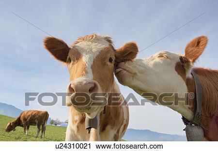 Affectionate cows View Large Photo Image Stock Image - Affectionate cows. Fotosearch
