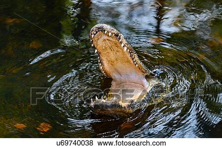 Alligator breaching with its mouth open in Everglades National Park, Florida, USA View Large Photo Image Stock Photo - Alligator breaching with its mouth open in Everglades National Park, Florida, USA. Fotosearch