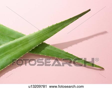 Aloe vera View Large Photo Image Stock Image - Aloe vera. Fotosearch
