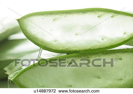 Aloe vera View Large Photo Image Stock Image - Aloe vera. Fotosearch