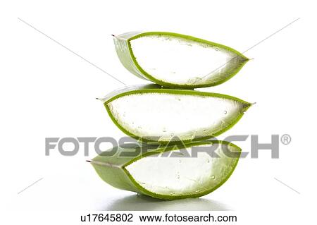 Aloe vera View Large Photo Image Stock Image - Aloe vera. Fotosearch