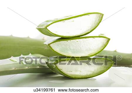 Aloe vera View Large Photo Image Stock Image - Aloe vera. Fotosearch