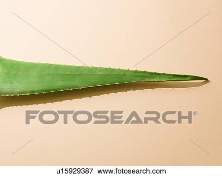 Stock Photo - Aloe vera. Fotosearch