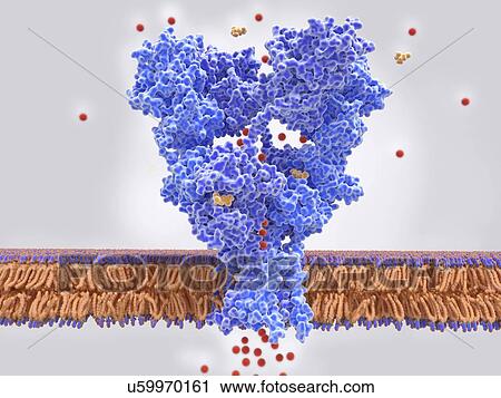 AMPA glutamate receptor activated by glutamate, illustration View Large Photo Image Stock Image - AMPA glutamate receptor activated by glutamate, illustration. Fotosearch