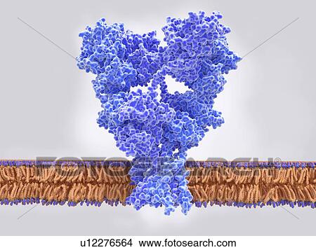 AMPA glutamate receptor, illustration View Large Photo Image Picture - AMPA glutamate receptor, illustration. Fotosearch