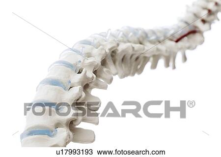 Anatomical spine model View Large Photo Image Stock Image - Anatomical spine model. Fotosearch