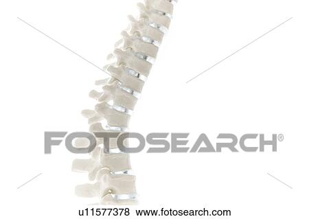 Stock Photo - Anatomical spine model. Fotosearch