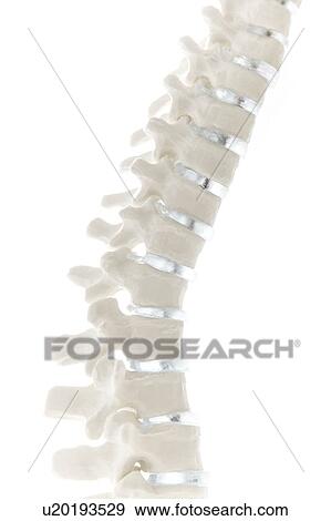 Anatomical spine model View Large Photo Image Stock Photo - Anatomical spine model. Fotosearch