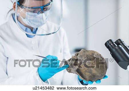 Ancient DNA scientist working in bio archaeology lab View Large Photo Image Stock Image - Ancient DNA scientist working in bio archaeology lab. Fotosearch