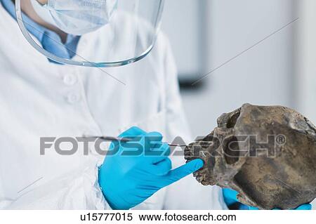 Stock Photography - Ancient DNA scientist working in bio archaeology lab. Fotosearch