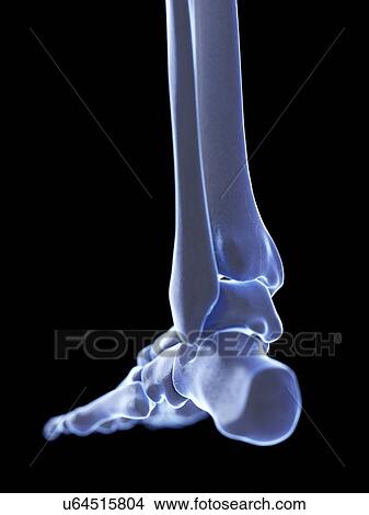 Picture - Ankle joint, illustration. Fotosearch