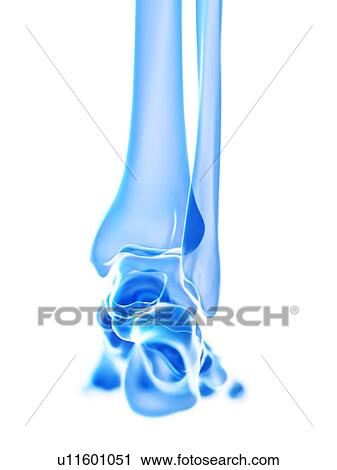 Stock Image - Ankle joint, illustration. Fotosearch