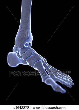 Stock Image - Ankle joint, illustration. Fotosearch