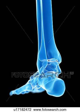 Stock Image - Ankle joint, illustration. Fotosearch