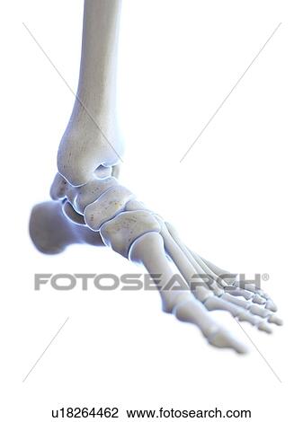 Stock Image - Ankle joint, illustration. Fotosearch