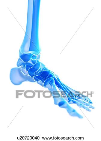 Stock Image - Ankle joint, illustration. Fotosearch