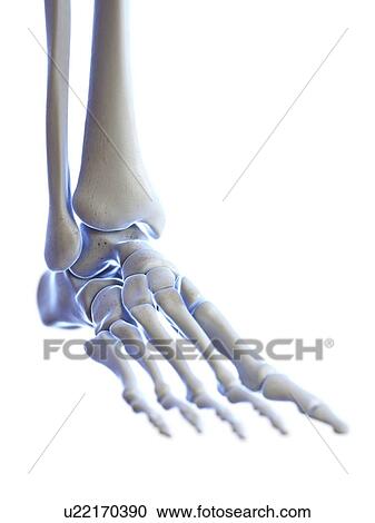 Stock Image - Ankle joint, illustration. Fotosearch