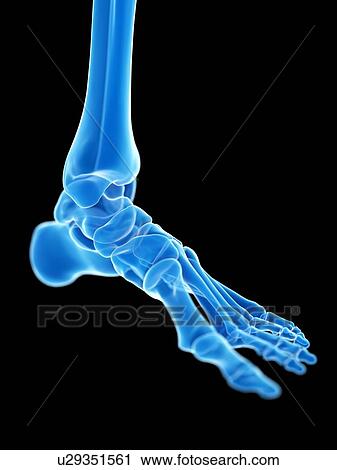Stock Image - Ankle joint, illustration. Fotosearch