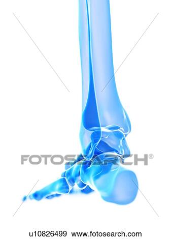 Stock Photo - Ankle joint, illustration. Fotosearch