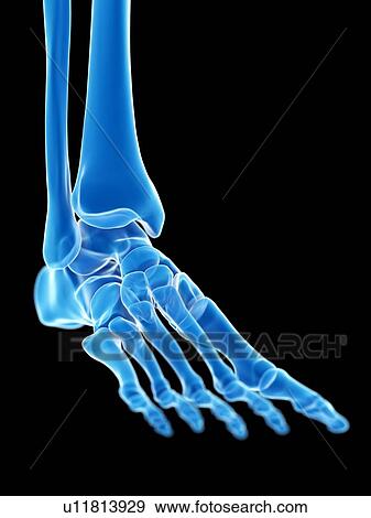 Ankle joint, illustration View Large Photo Image Stock Photo - Ankle joint, illustration. Fotosearch