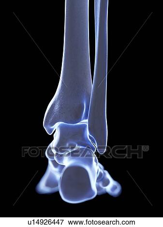 Stock Photo - Ankle joint, illustration. Fotosearch