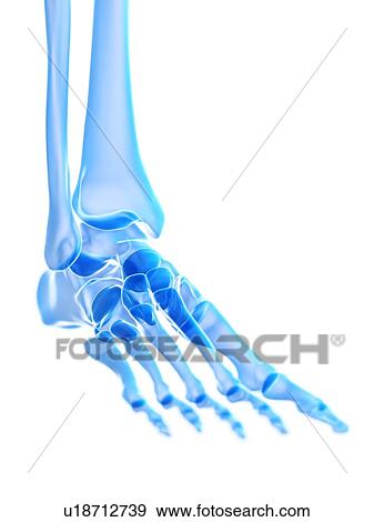 Ankle joint, illustration View Large Photo Image Stock Photo - Ankle joint, illustration. Fotosearch