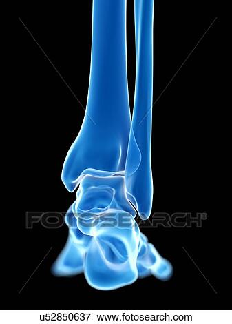 Stock Photo - Ankle joint, illustration. Fotosearch