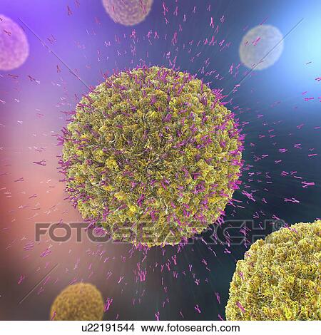 Picture - Antibodies attacking virus particles, illustration. Fotosearch