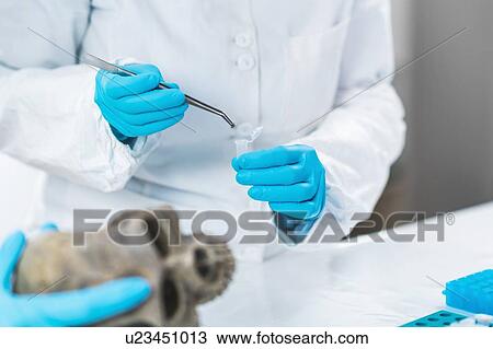 Archaeologist analyzing an ancient human skull View Large Photo Image Stock Image - Archaeologist analyzing an ancient human skull. Fotosearch