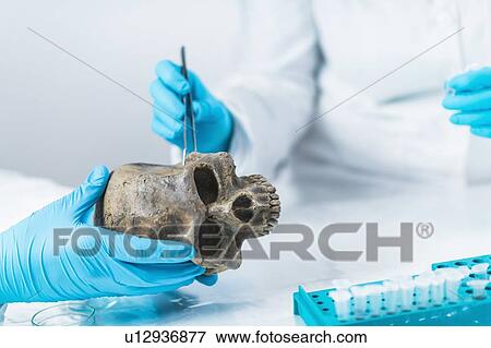 Archaeologist analyzing an ancient human skull View Large Photo Image Stock Photo - Archaeologist analyzing an ancient human skull. Fotosearch