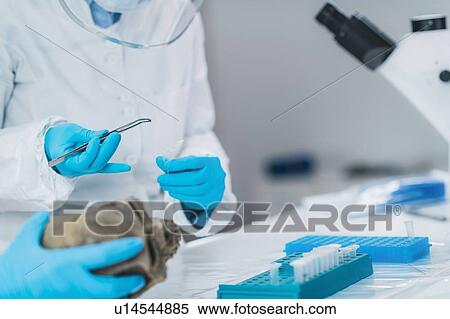 Stock Photography - Archaeologist analyzing an ancient human skull. Fotosearch