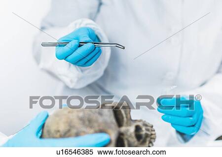 Archaeologist analyzing an ancient human skull View Large Photo Image Stock Photography - Archaeologist analyzing an ancient human skull. Fotosearch