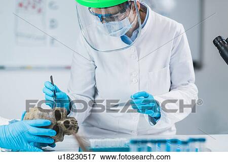 Stock Photo - Archaeologist analyzing ancient human skull. Fotosearch