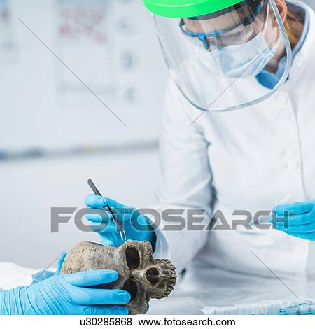 Stock Photo - Archaeologist analyzing ancient human skull. Fotosearch