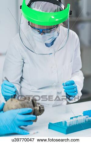 Archaeologist analyzing ancient human skull View Large Photo Image Stock Photo - Archaeologist analyzing ancient human skull. Fotosearch